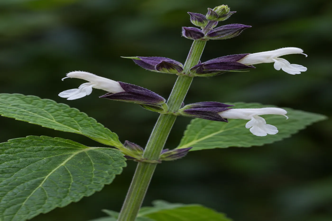 Tallo de Salvia divinorum con flores blancas que salen de cálices violeta